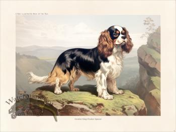 CFA Dog Cavalier King Charles Spaniel 02
